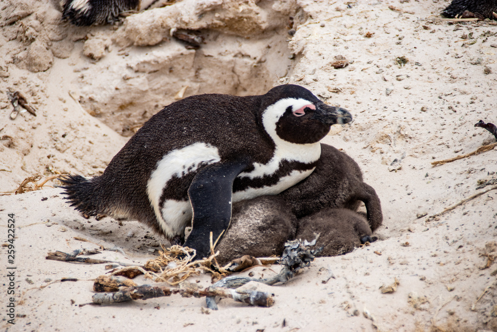 Fototapeta premium African (jackass) penguin bolder beach Cape Town unspoiled nature parks and nature reserves of South Africa