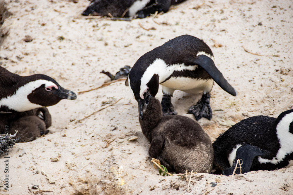 Fototapeta premium African (jackass) penguin bolder beach Cape Town unspoiled nature parks and nature reserves of South Africa