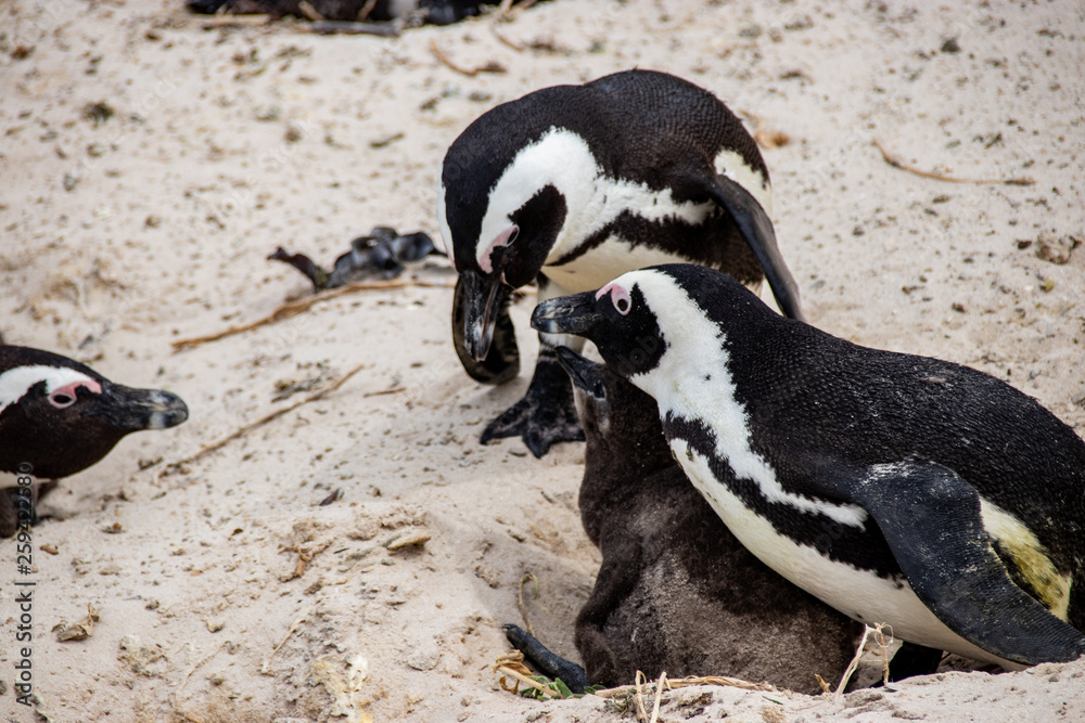 Fototapeta premium African (jackass) penguin bolder beach Cape Town unspoiled nature parks and nature reserves of South Africa