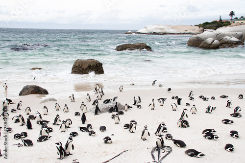 African (jackass) penguin bolder beach Cape Town unspoiled nature parks and nature reserves of South Africa