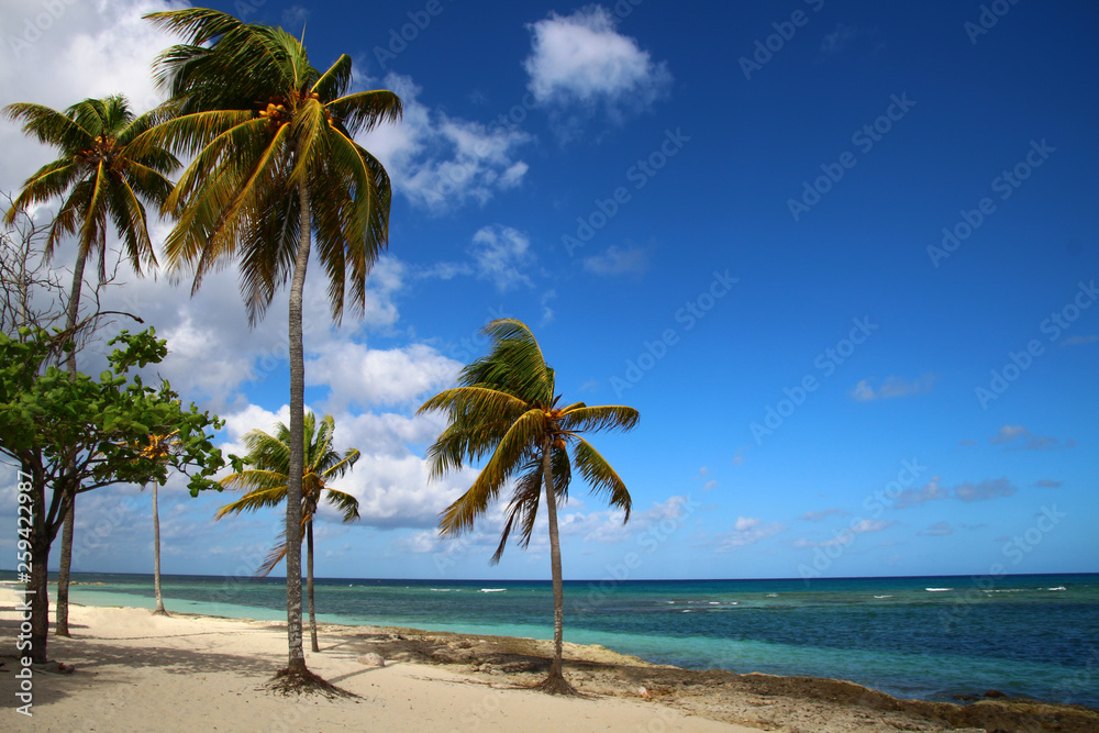 Palmen am Strand