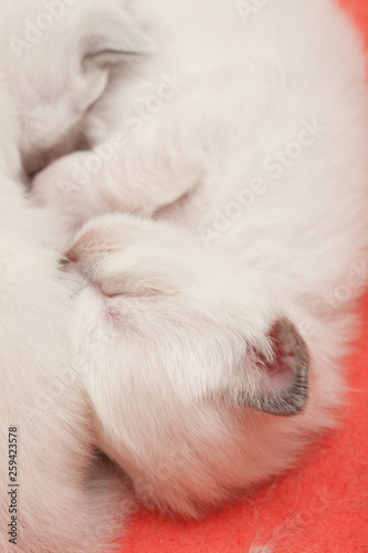 Young sacred birman kittens