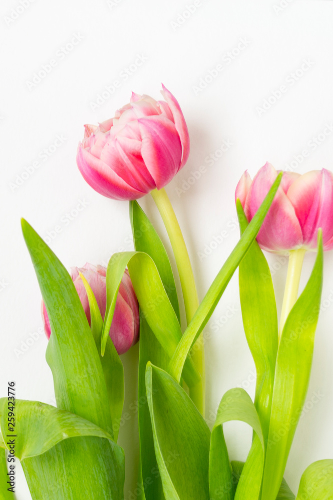 Obraz premium Three pink flower tulips on a white background.