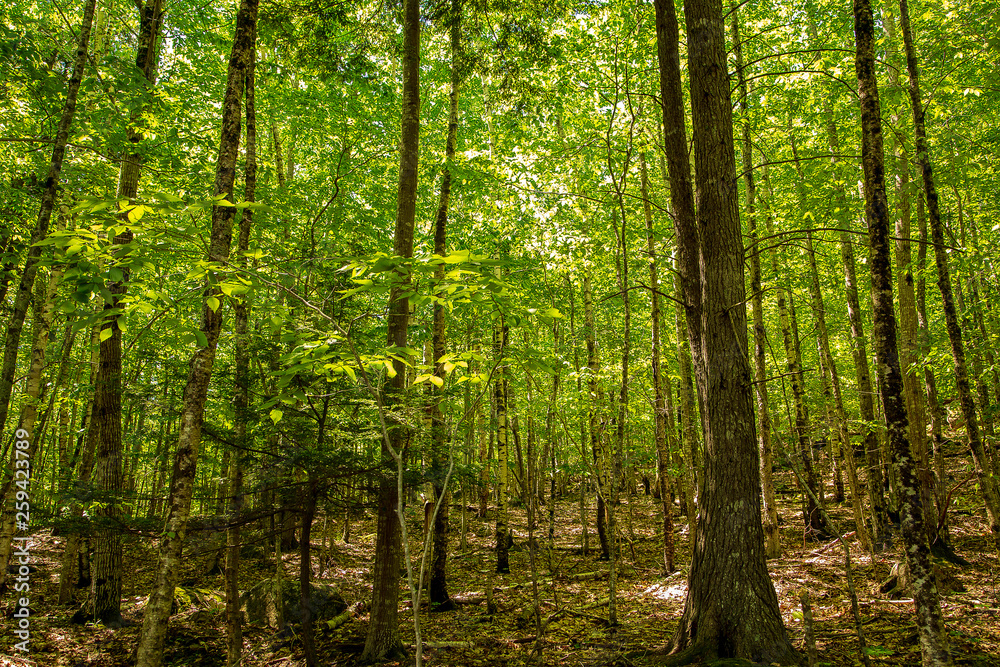 forest in spring forest in spring