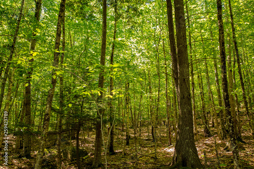 forest in spring