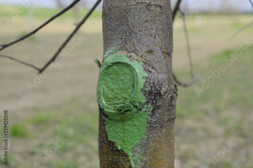 Apple trees in the garden, pruning apple trees photo