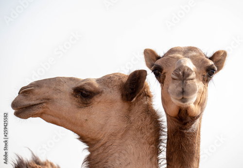 Camel in desert in Saudi Arabia