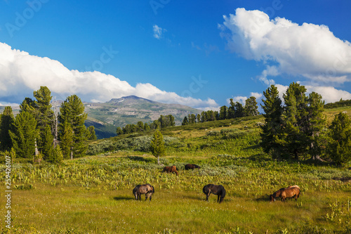 View of Altai with horses grazing in the valley, Russia