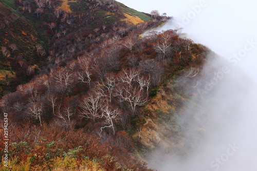 東北飯豊連峰 飯豊山山頂への道 秋 幻想的なダケカンバと紅葉 © DONDON2018