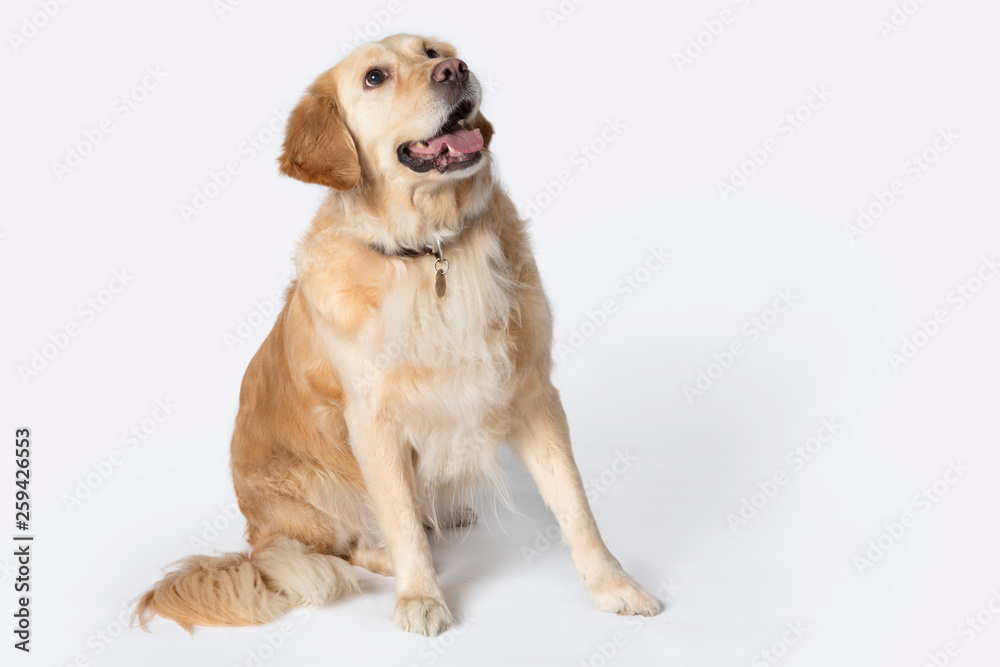  Happy face golden retriever sitting and looking up on the white background