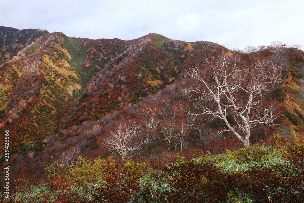 東北飯豊連峰　飯豊山山頂への道　秋　幻想的なダケカンバと紅葉