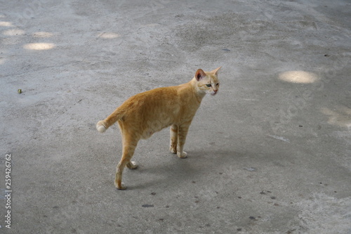 Chat roux debout dans la poussière 