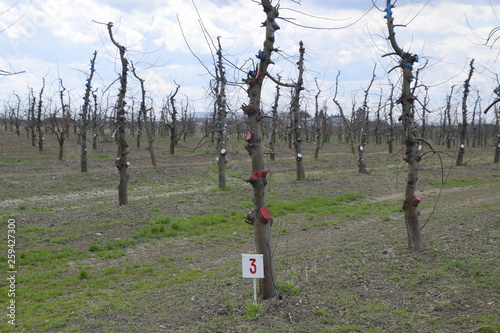 Apple trees in the garden, pruning apple trees photo