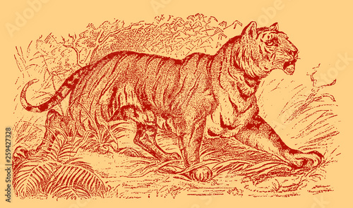 Tiger panthera tigris walking in landscape with bushes, grasses and trees, after engraving from 19th century