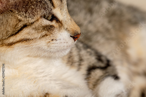 Side profile of a tabby cat kitten