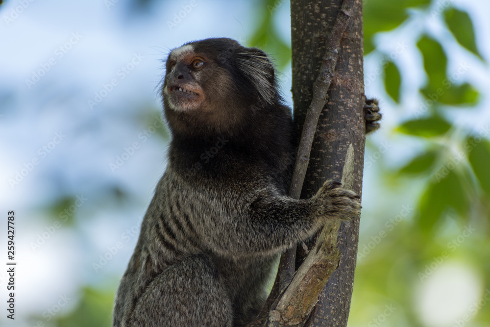 Small monkey on a urban garden Small monkey on a urban garden