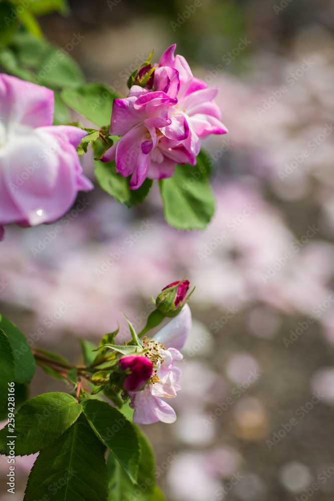 Obraz premium Rosa Rosentraum