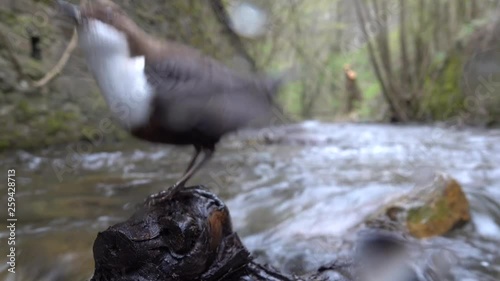 Wasseramsel, White-throated Dipper (Cinclus cinclus) photo