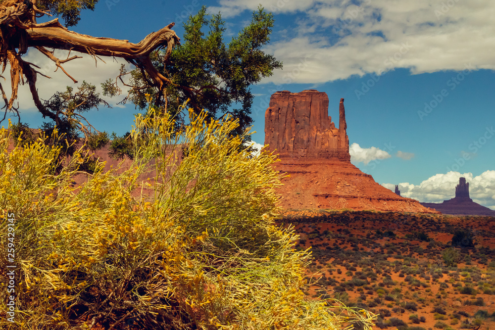 Old Tree and Red Rocks, Monument Valley, Utah