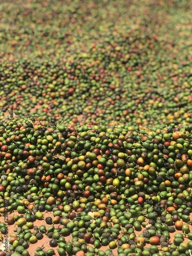 Coffe Beans Drying