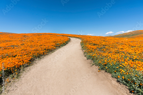 Inviting path through poppy wildflower super bloom field in Southern California.  