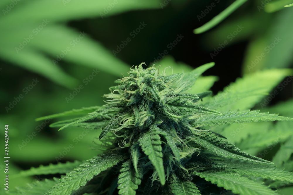 Cannabis bud showing resin glands and pistil on flower Cannabis bud showing resin glands and pistil on flower
