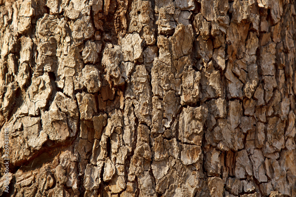 cracked tree bark close-up. old wood texture. background cracked tree bark close-up. old wood texture. background