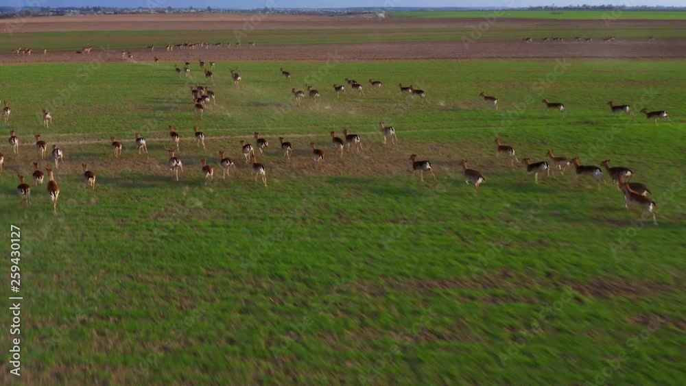 A large flock of deer, males and females, filmed from drones on a field farm during the spring. A large flock of deer, males and females, filmed from drones on a field farm during the spring.