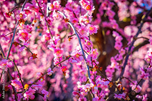 Plum garden, Mie, Japan photo