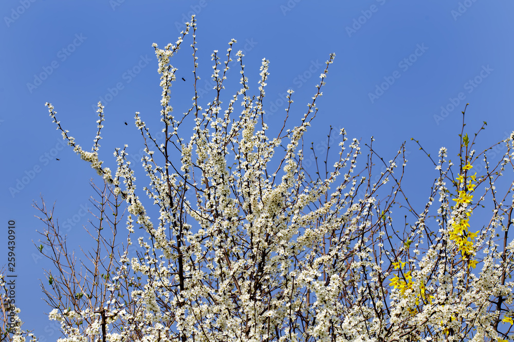 tree with white blossoms before blue sky tree with white blossoms before blue sky