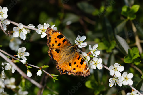 Butterfly Nymphalis polychloros before white blossoms and blurred background