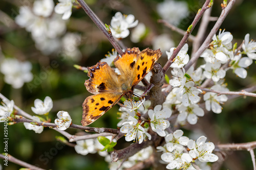 Butterfly Nymphalis polychloros before white blossoms and blurred background photo