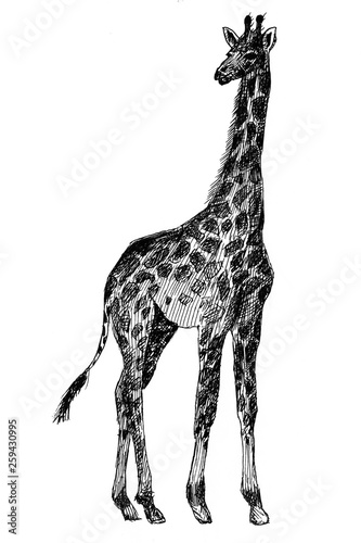 giraffe graphics. Africa. picture