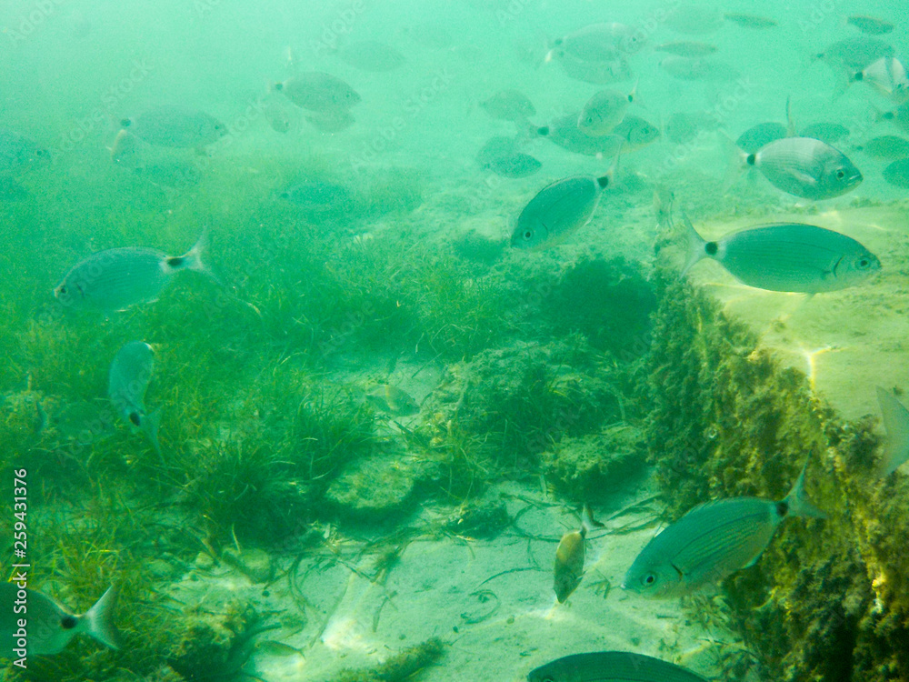 Fototapeta premium SNORKEL BUCEAR MALLORCA