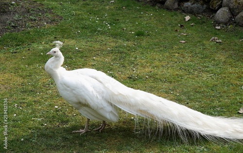white peacock standing