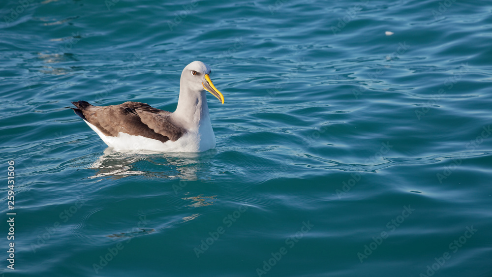 Buller's Albatross, Kaikoura coast, New Zealand. Buller's Albatross, Kaikoura coast, New Zealand.