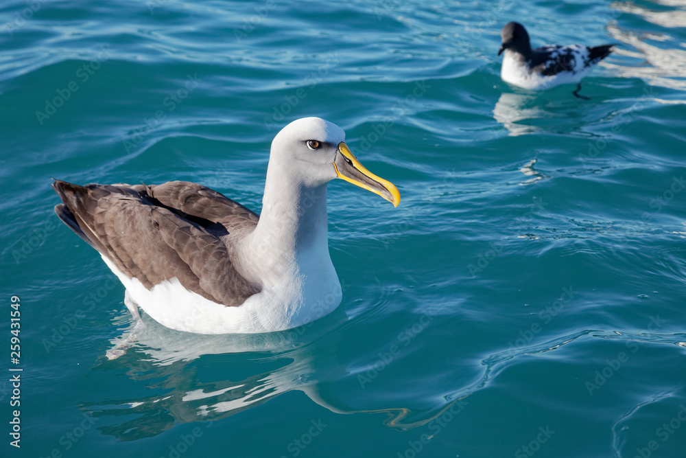 Buller's Albatross, Kaikoura coast, New Zealand. Buller's Albatross, Kaikoura coast, New Zealand.
