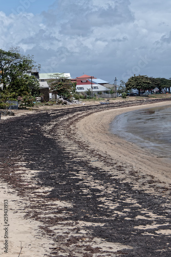 Invasion des algues sargasses et baignade interdite sur les plages de Guyane française photo