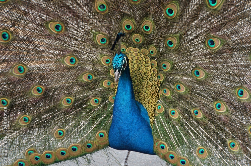 Obraz premium peacock with feathers out