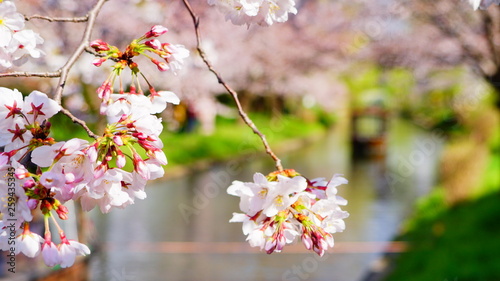 伏見十石舟と桜