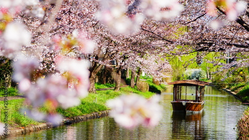 伏見十石舟と桜