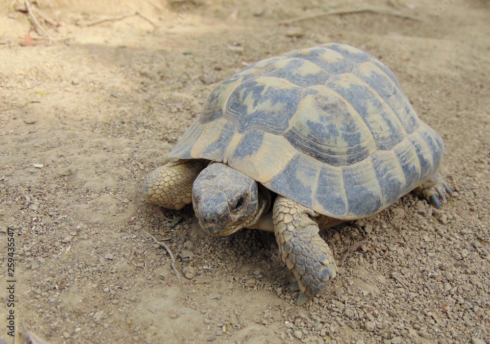 mediterranean spur thighed tortoise about 10 cm in size crawling on the ground in the natural habitat on a sunny day mediterranean spur thighed tortoise about 10 cm in size crawling on the ground in the natural habitat on a sunny day