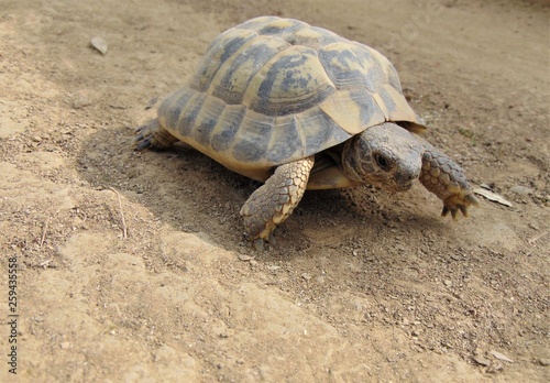 Ordinary turtle, mediterranean spur thighed tortoise, about 10 cm in size crawling on the ground in the natural habitat on a sunny day