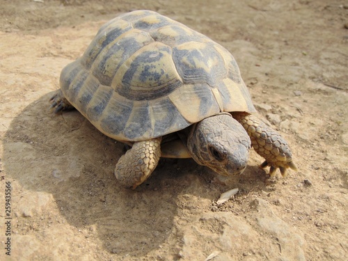 Ordinary turtle, mediterranean spur thighed tortoise, about 10 cm in size crawling on the ground in the natural habitat on a sunny day