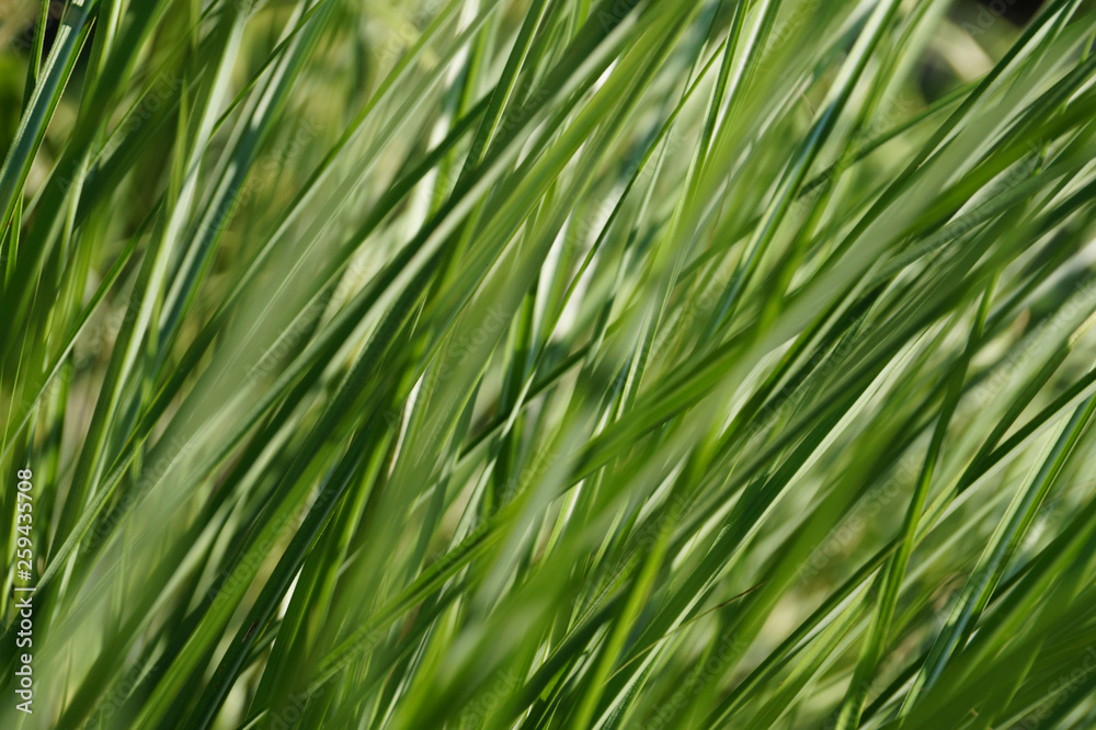 Spring background. A cluster of tall grass illuminated by the rays of the sun. Spring background. A cluster of tall grass illuminated by the rays of the sun.