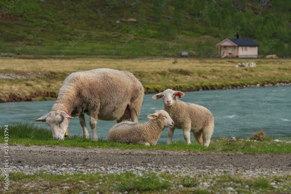 White mother sheep with baby lambs eating grass, one baby lamb is lying in pasture. White mother sheep with baby lambs eating grass, one baby lamb is lying in pasture.