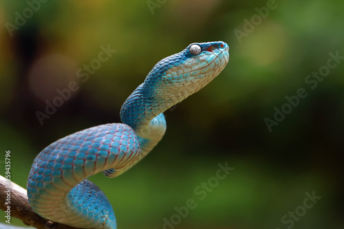 Blue viper snake ready to attack, blue insularis