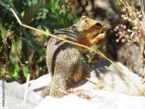 Süßes, wunderschönes Eichhörnchen sitzt auf einem Stein und frisst eine Nuß