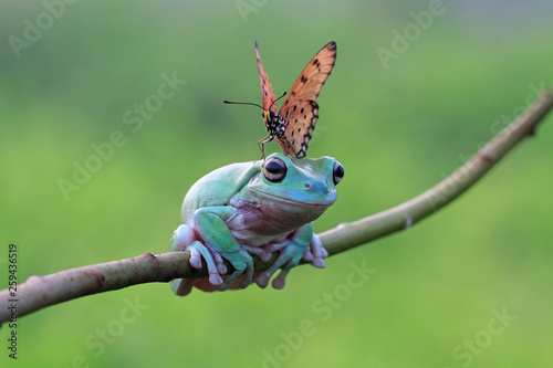 Butterfly landing on head dumpy frog