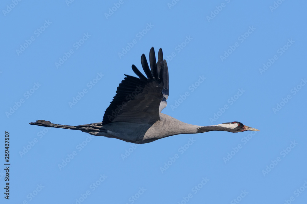 Obraz premium Crane in flight over blue sky